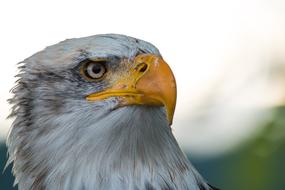 hawk with yellow sharp beak