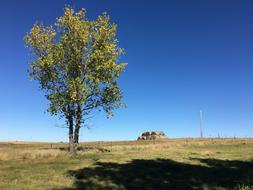 Farm Tree Shadow