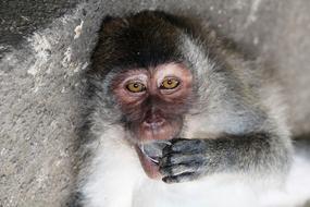 monkey bali emotions