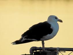 Bird on a Lake coast