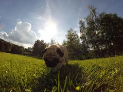 pug breed dog on a green meadow