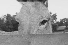 Black and white portrait of the beautiful and cute donkey with the eyes view behind the fence