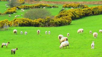 Ireland Sheep Green