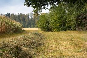 Nature Hay at autumn