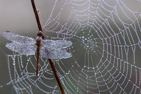 macro view of dragonfly on a wet web