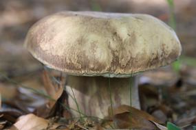 great white mushroom