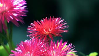 Pink Petals Flowers in garden
