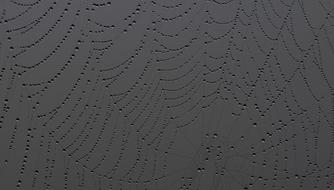 Spider Web Drops Dew
