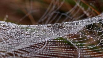 Spider Web Drops Dew