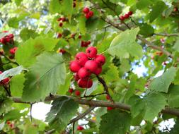 Plant Tree Nature