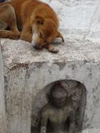 sleeping dog near Buddha statue