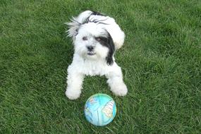 Tzu Dog Playing