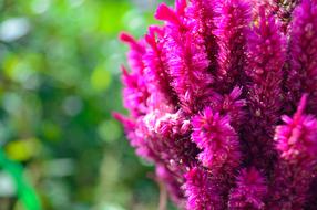 pink garden flowers bouquet