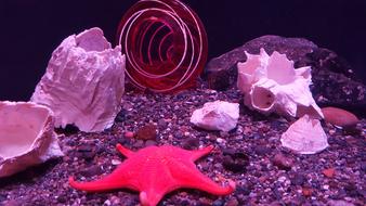 Starfish Seastar Ocean