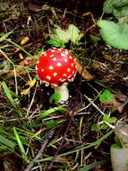 Fly Agaric Mushrooms Forest