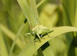 green Grasshopper on grass blade