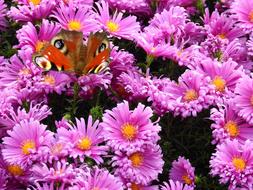 Flowers Purple Nature