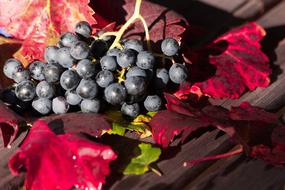 Wine Grape Leaf