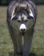incredibly cute Siberian Husky dog