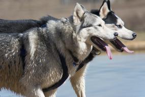 enchanting Siberian Husky