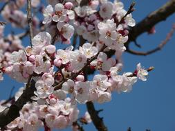 Cherry Blossom tree in spring