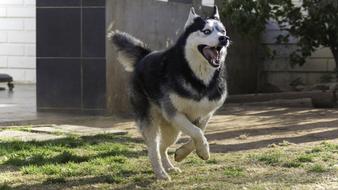 charming Siberian Husky