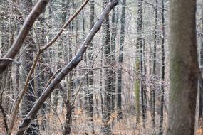 Forest Rain Spring Drop Of