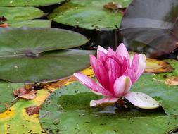 Flower Water Lake