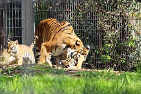 wild Tigers in Zoo