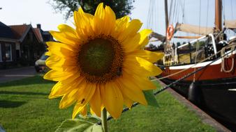 Sunflower Netherlands Flower