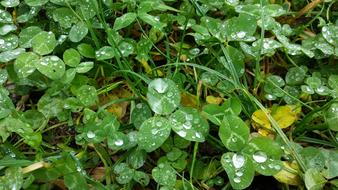 Clover Meadow Rain