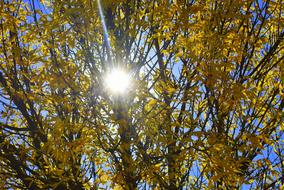 Autumn tree at Yellow Sunlight