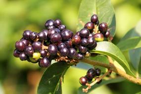 Rowanberries Berries Black