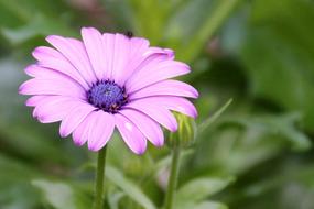 Magerite Bornholm Pink