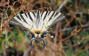 beautiful butterfly on the branches