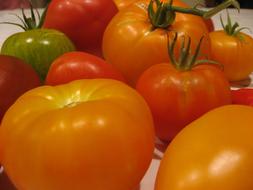 delicious tomatoes in the barn