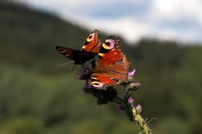 big butterfly on a flower