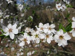 Flower Plant Forest