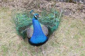 Peacock with open tail feathers on grass