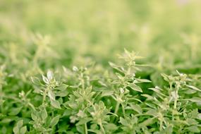 Herbs Market Nature