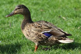 Mallard Duck on green lawn