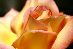 Rose Clean
