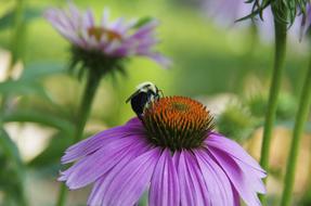bee pollinating a wild purple flower
