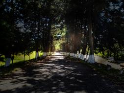 Path Street in thr Forest