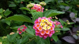 Lantana Flower Morning BirdS