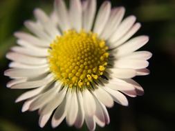 Plant Flower Macro