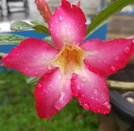 Pink Flower Colorful Nature