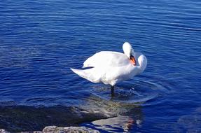 snow-white swan in the wildlife