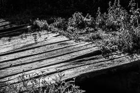 Tree Black And White Nature