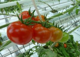 Food Tomatoes Greenhouses